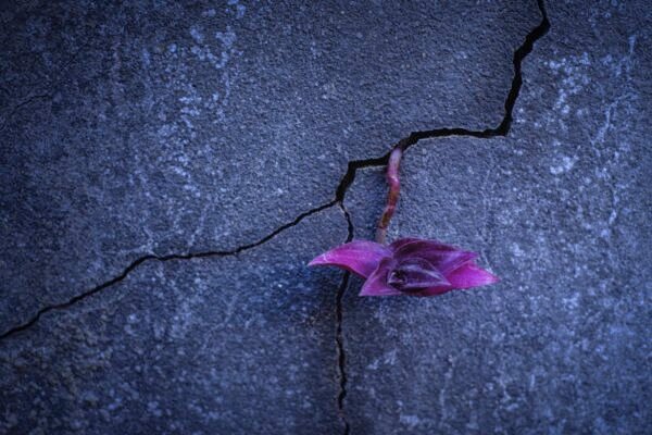 Purple flower growing through cracked concrete